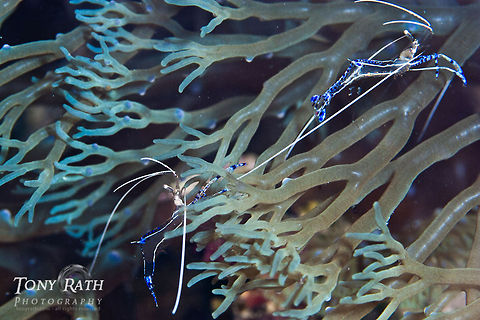 Cleaner shrimp South Water Caye Marine Reserve, Belize Ancylomenes pedersoni,Belize,Cleaner shrimp,Dangriga,Periclimenes pedersoni,shrimp