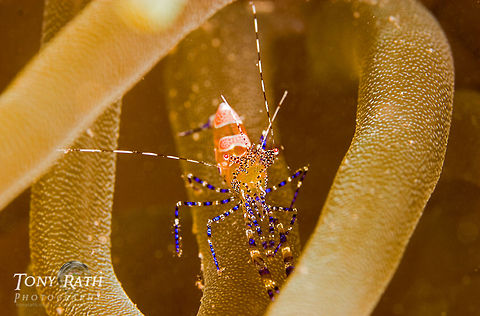 Cleaner shrimp One Shrimps in Anemone from Tunicate Cove, South Water Caye Marine Reserve, Stann Creek, Belize Cleaner Shrimp,anemone,habitat,macro,marine animals,marine life,shrimp,species,tropical,underwater