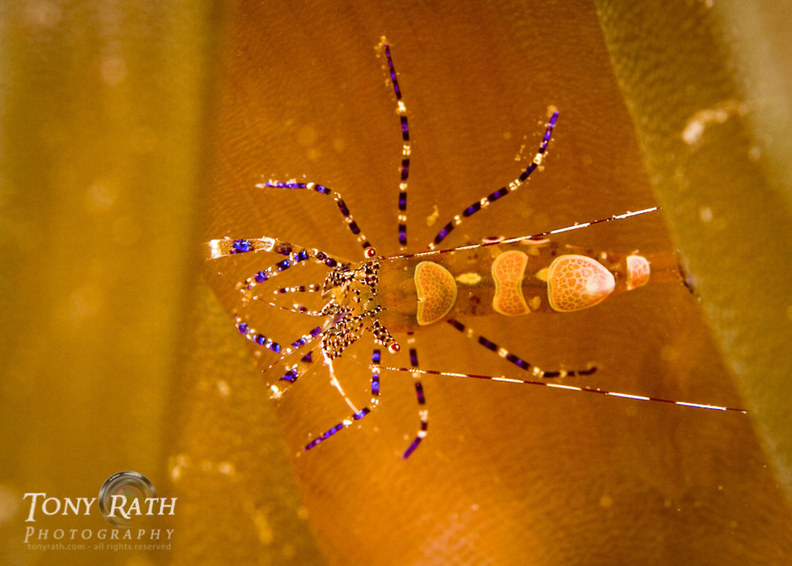cleaner shrimp Shrimp from Tunicate Cove, South Water Caye Marine Reserve, Belize Caribbean,Cleaner Shrimp,Marine reserve,Tunicate Cove,marine animals,marine life,sea,shrimp,tropical,underwater