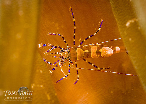 cleaner shrimp Shrimp from Tunicate Cove, South Water Caye Marine Reserve, Belize Caribbean,Cleaner Shrimp,Marine reserve,Tunicate Cove,marine animals,marine life,sea,shrimp,tropical,underwater
