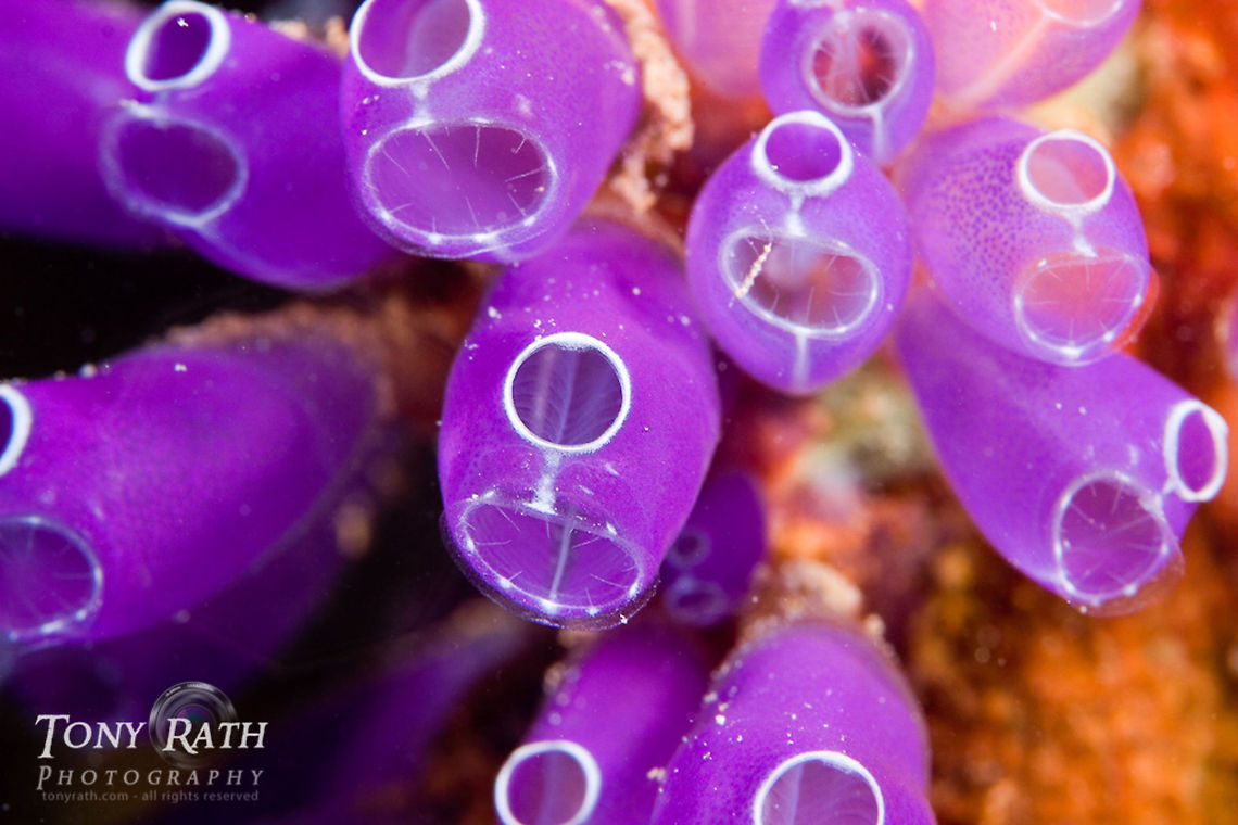 Tunicates Cluster of Tunicates from Tunicate Cove, South Water Caye Marine Reserve, Stann Creek, Belize Clavelina picta,Tunicate Cove,clusters,colorful,macro,marine animals,marine life,tropical,tunicates,underwater