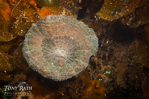 Atlantic Mushroom Coral South Water Caye Marine Reserve, Belize Belize,Dangriga,Mushroom Coral,Scolymia lacera,coral