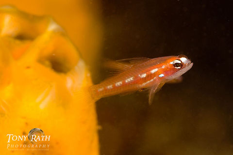 Masked goby