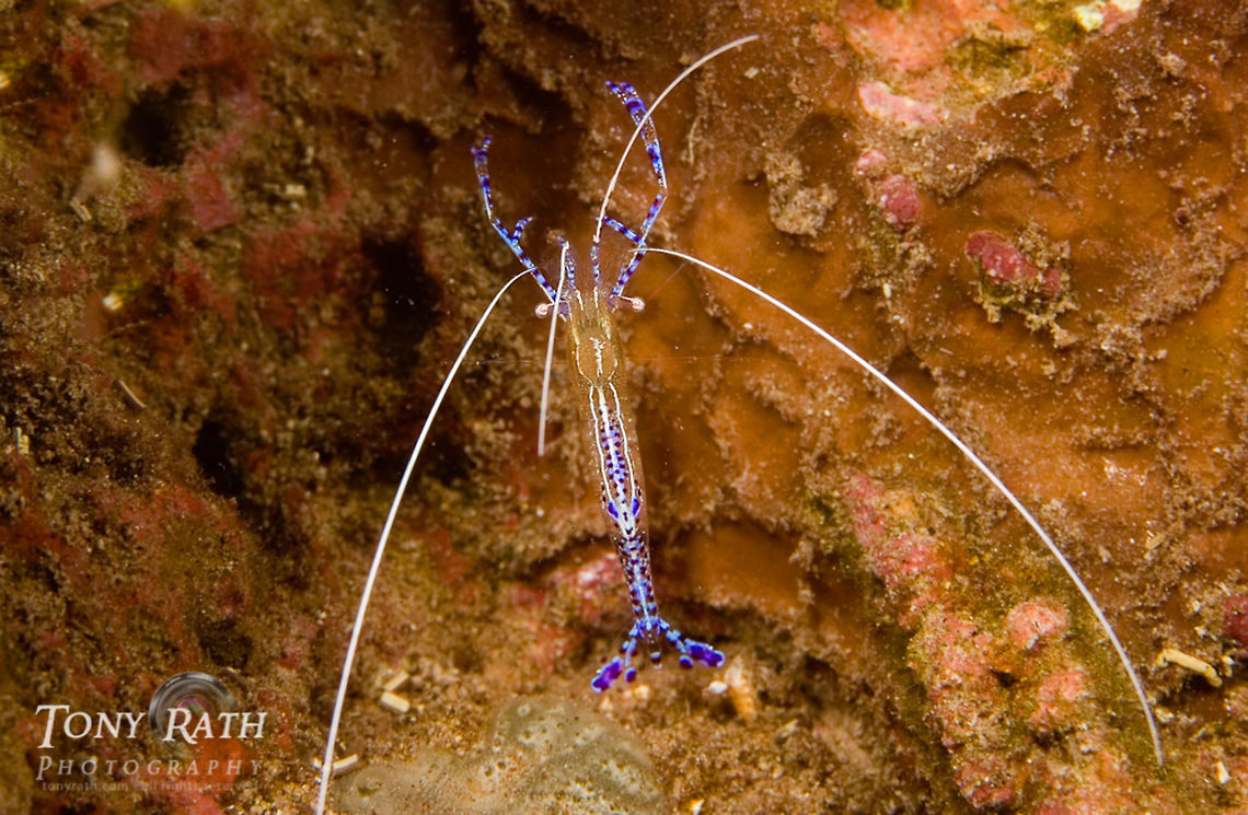 Cleaner shrimp Shrimp from Tunicate Cove, South Water Caye Marine Reserve, Belize Ancylomenes pedersoni,Caribbean,Cleaner Shrimp,Marine reserve,Periclimenes pedersoni,Tunicate Cove,marine animals,marine life,sea,tropical,underwater