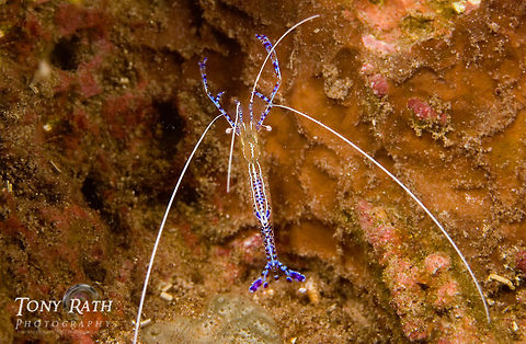 Cleaner shrimp Shrimp from Tunicate Cove, South Water Caye Marine Reserve, Belize Ancylomenes pedersoni,Caribbean,Cleaner Shrimp,Marine reserve,Periclimenes pedersoni,Tunicate Cove,marine animals,marine life,sea,tropical,underwater