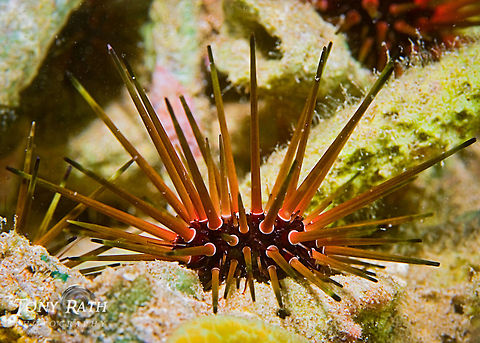 Sea Urchin South Water Caye Marine Reserve, Belize Belize,Echinometra viridis,Sea Urchin,macro,marine animals,marine life,tropical,underwater