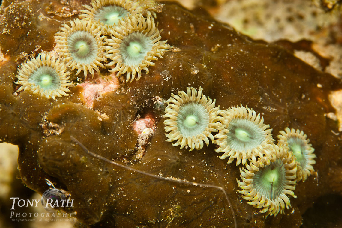 Zoanthid colony South Water Caye Marine Reserve, Belize Belize,Dangriga,Zoanthid colony,Zoanthidae
