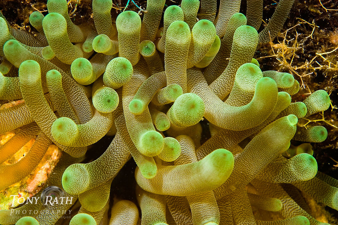 Anemone Anemone closeup From Tunicate Cove, South Water Caye Marine Reserve, Belize Anemone,Belize,Macro,Underwater,marine animals,marine life,tropical