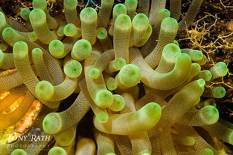 Anemone Anemone closeup From Tunicate Cove, South Water Caye Marine Reserve, Belize Anemone,Belize,Macro,Underwater,marine animals,marine life,tropical