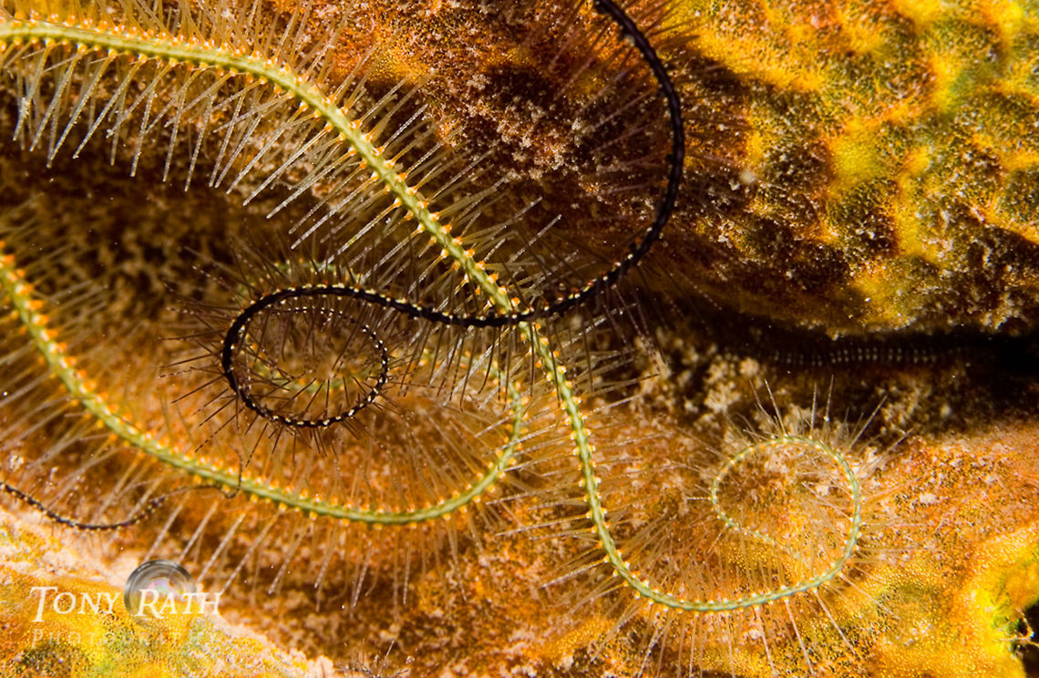 Brittle star arms Brittle starfish entertwined from Tunicate Cove, South Water Caye Marine Reserve, Belize Belize,Brittle star arm,Macro,Orange,Starfish,Tunicate Cove,Underwater,enterwined,marine animals,marine life,tropical