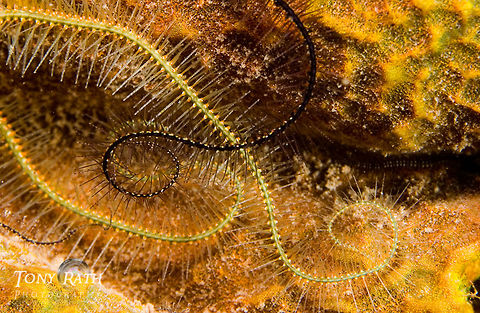 Brittle star arms Brittle starfish entertwined from Tunicate Cove, South Water Caye Marine Reserve, Belize Belize,Brittle star arm,Macro,Orange,Starfish,Tunicate Cove,Underwater,enterwined,marine animals,marine life,tropical