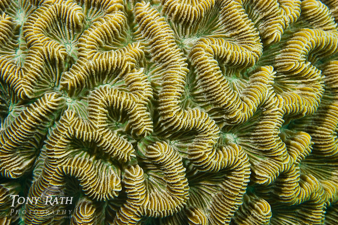 Brain coral closeup South Water Caye Marine Reserve, Belize Belize,Dangriga,Favia fragum,brain coral,coral