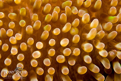 Anemone Anemone closeup, from Tunicate Cove, South Water Caye Marine Reserve, Belize Anemone,Belize,Dangriga,Macro,Tunicate Cove,close-up,marine animals,marine life,tentacles,tropical