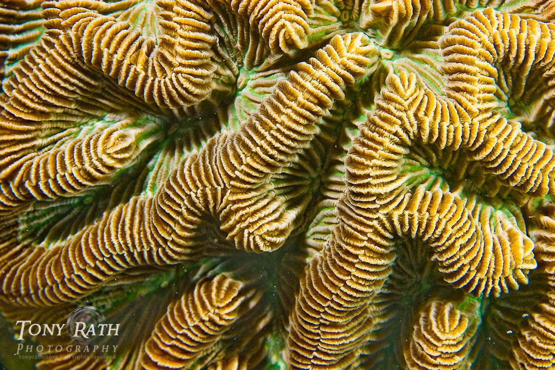 Brain coral closeup South Water Caye Marine Reserve, Belize Belize,Dangriga,Favia fragum,brain coral,coral