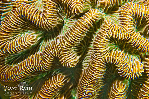 Brain coral closeup South Water Caye Marine Reserve, Belize Belize,Dangriga,Favia fragum,brain coral,coral