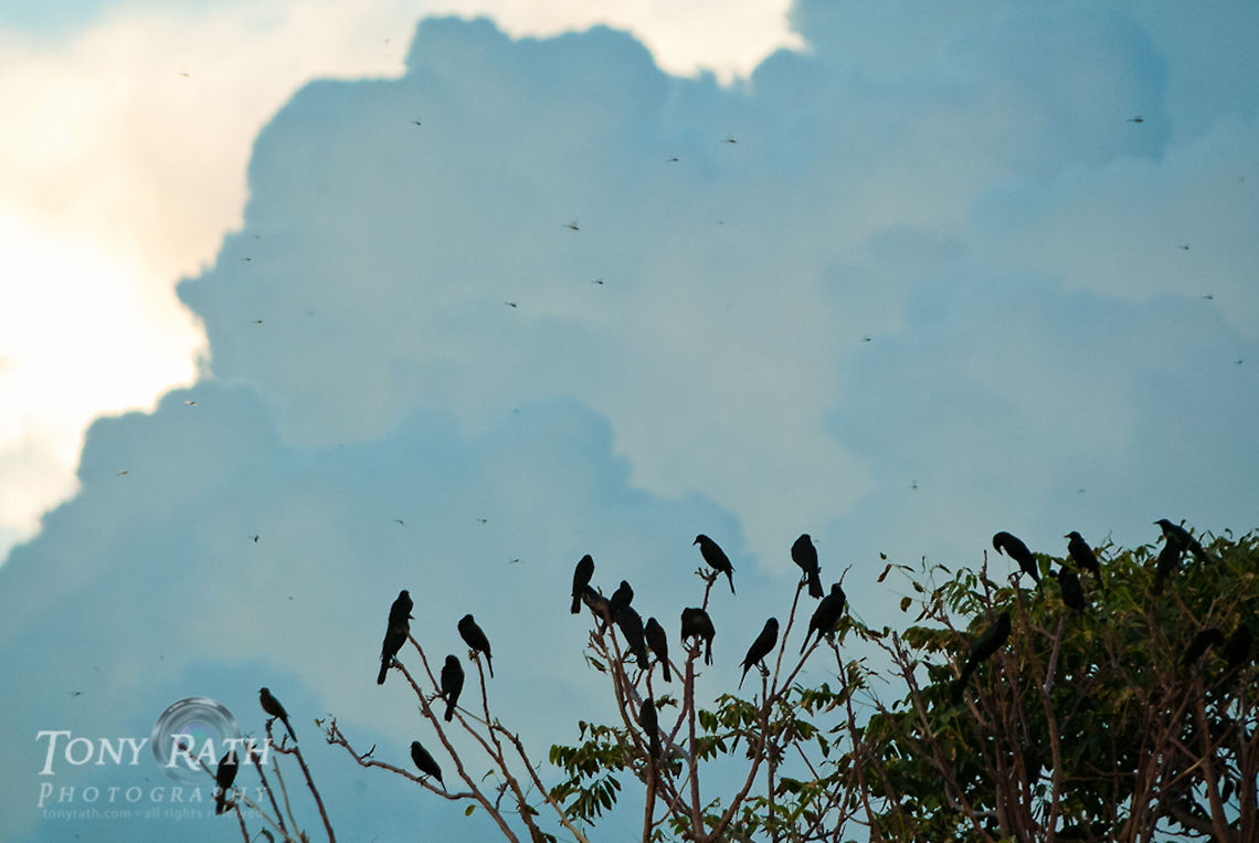 Boat-tailed grackles roosting Boat-tailed grackles roosting for the night with clouds of dragon flies in front, Dangriga, Belize Belize,Birds,Boat-tailed Grackle,Dangriga,Quiscalus major