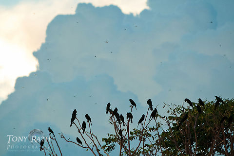 Boat-tailed grackles roosting Boat-tailed grackles roosting for the night with clouds of dragon flies in front, Dangriga, Belize Belize,Birds,Boat-tailed Grackle,Dangriga,Quiscalus major