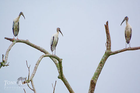 Wood storks in a tree Wood storks on the Sittee River, Belize Belize,Dangriga,Wood Stork