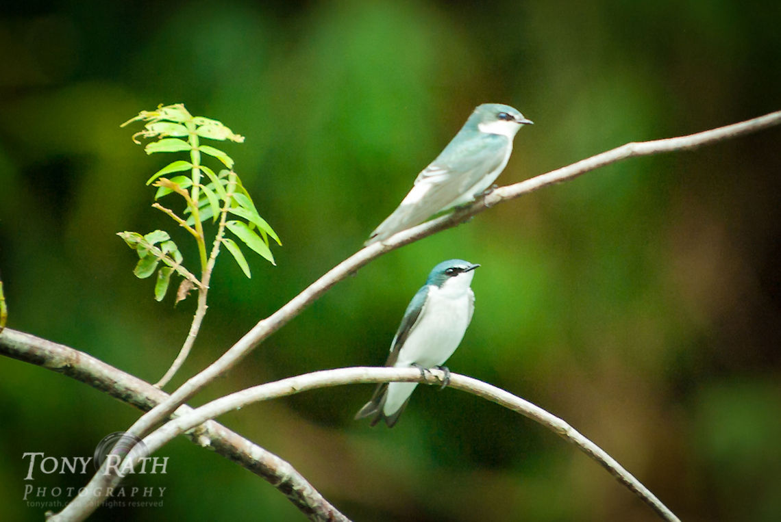 Mangrove swallows Mangrove swallows on the Sittee River, Belize Belize,Birds,Dangriga,Mangrove swallows,swallow