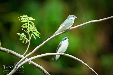 Mangrove swallows Mangrove swallows on the Sittee River, Belize Belize,Birds,Dangriga,Mangrove swallows,swallow