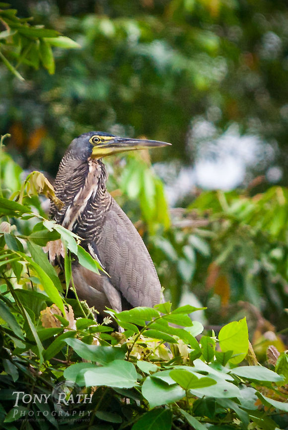 Tiger Heron Tiger Heron ia a species found in more open habitats than other Tigrisoma herons, such as river and lake banks, Sittee River, Belize Belize,Dangriga,Rufescent Tiger Heron,birds,fauna,heron,hunting,perch,tiger herons,wildlife