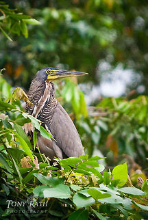 Tiger Heron Tiger Heron ia a species found in more open habitats than other Tigrisoma herons, such as river and lake banks, Sittee River, Belize Belize,Dangriga,Rufescent Tiger Heron,birds,fauna,heron,hunting,perch,tiger herons,wildlife