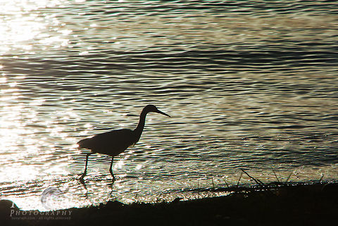 Tricolored egret Tricolored egret, Dangriga, Belize Belize,Birds,Dangriga,Egret,Egretta tricolor,Tricolored Heron,Tricolored egret