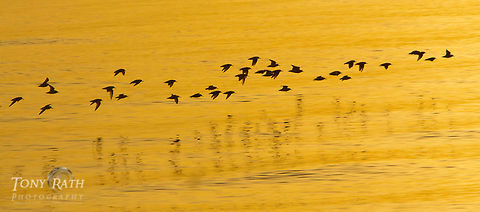 A flock of sandpipers A flock of sandpipers fly over waters searching for food, Dangriga, Belize Belize,Dangriga,birds,flight,flock,fly,hunting,searching,skimming,surface