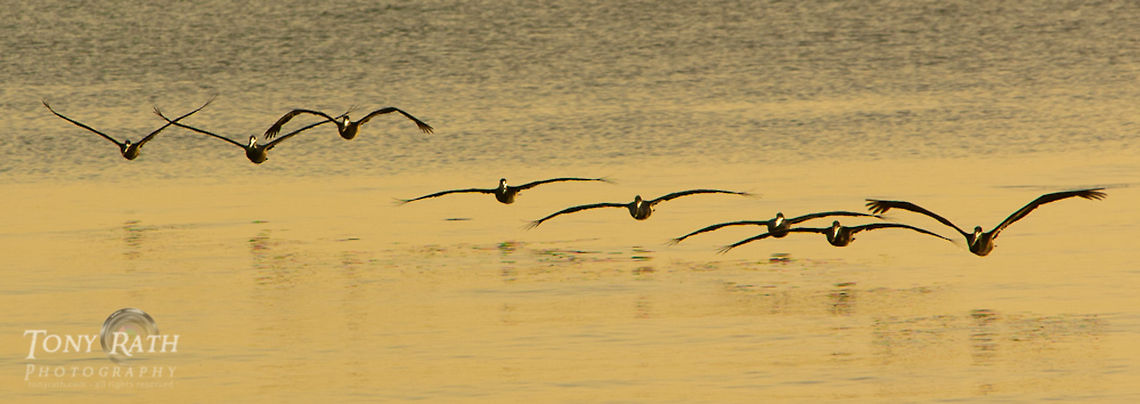 Flock of Pelicans Flock of Pelicans, Dangriga, Belize Belize,Brown pelican,Dangriga,Pelecanus occidentalis,Pelican
