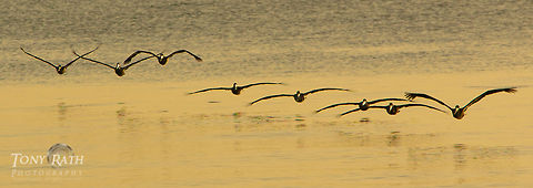 Flock of Pelicans Flock of Pelicans, Dangriga, Belize Belize,Brown pelican,Dangriga,Pelecanus occidentalis,Pelican
