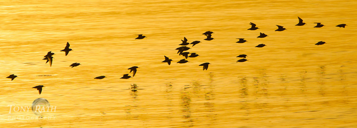 A flock of sandpipers A flock of sandpipers fly over waters searching for food, Belize Belize,Dangriga,birds,flight,flock,fly,hunting,searching,skimming,surface