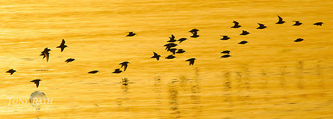 A flock of sandpipers A flock of sandpipers fly over waters searching for food, Belize Belize,Dangriga,birds,flight,flock,fly,hunting,searching,skimming,surface