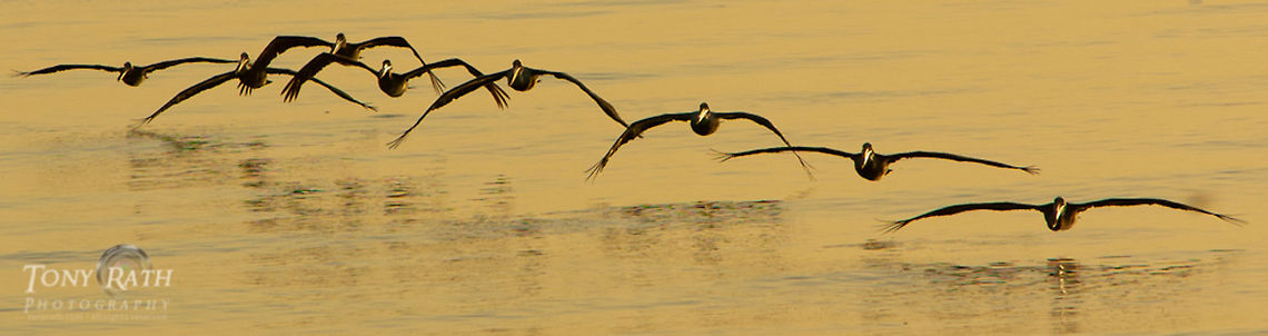 Flock of Pelicans Flock of Pelicans, Dangriga, Belize Belize,Brown pelican,Dangriga,Pelecanus occidentalis