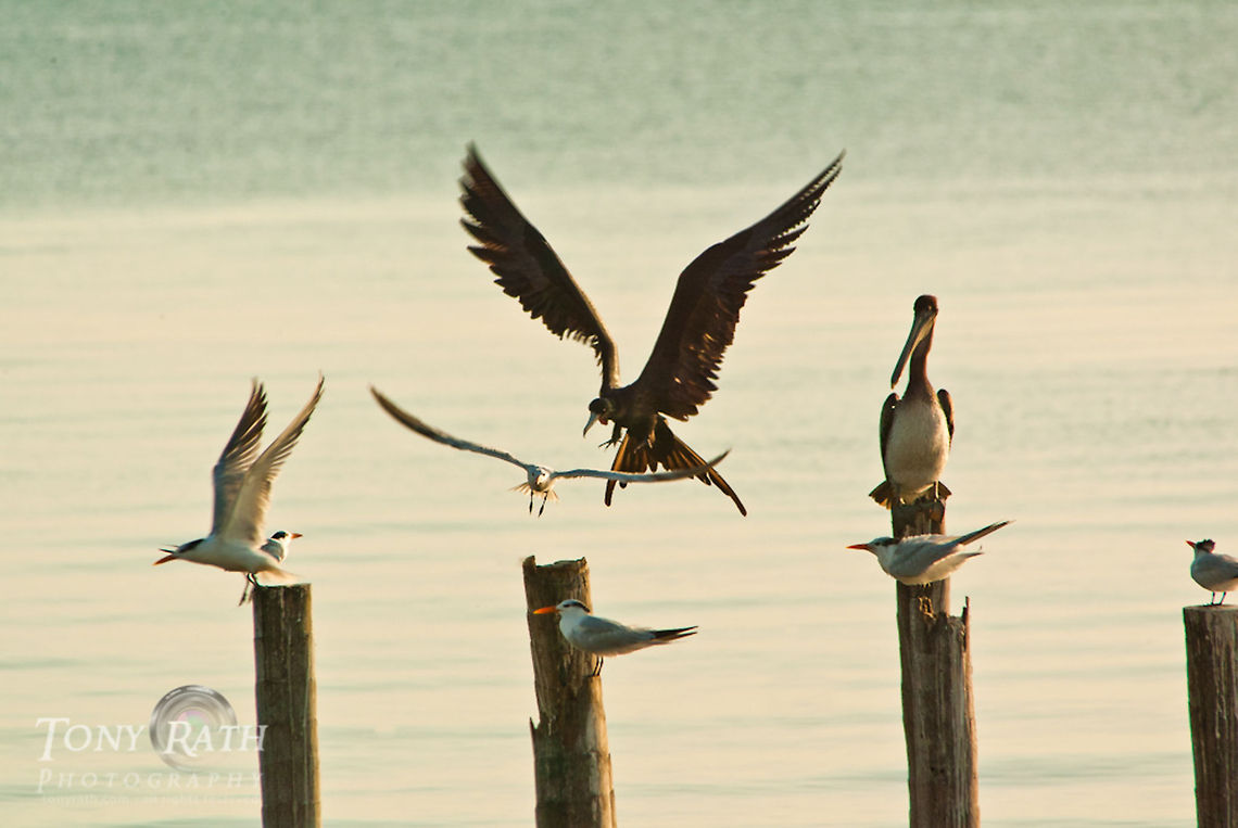 Terns, Pelicans and Frigate birds II Terns, Pelicans and Frigate birds on pier post off Dangriga coast, Belize Belize,Dangriga,Fregata magnificens,Frigate Bird,Magnificent Frigatebird,birds,pelican,tern