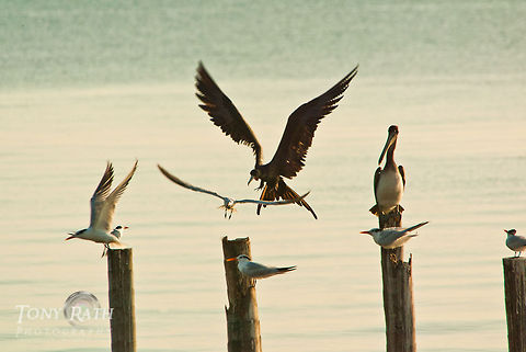 Terns, Pelicans and Frigate birds II Terns, Pelicans and Frigate birds on pier post off Dangriga coast, Belize Belize,Dangriga,Fregata magnificens,Frigate Bird,Magnificent Frigatebird,birds,pelican,tern