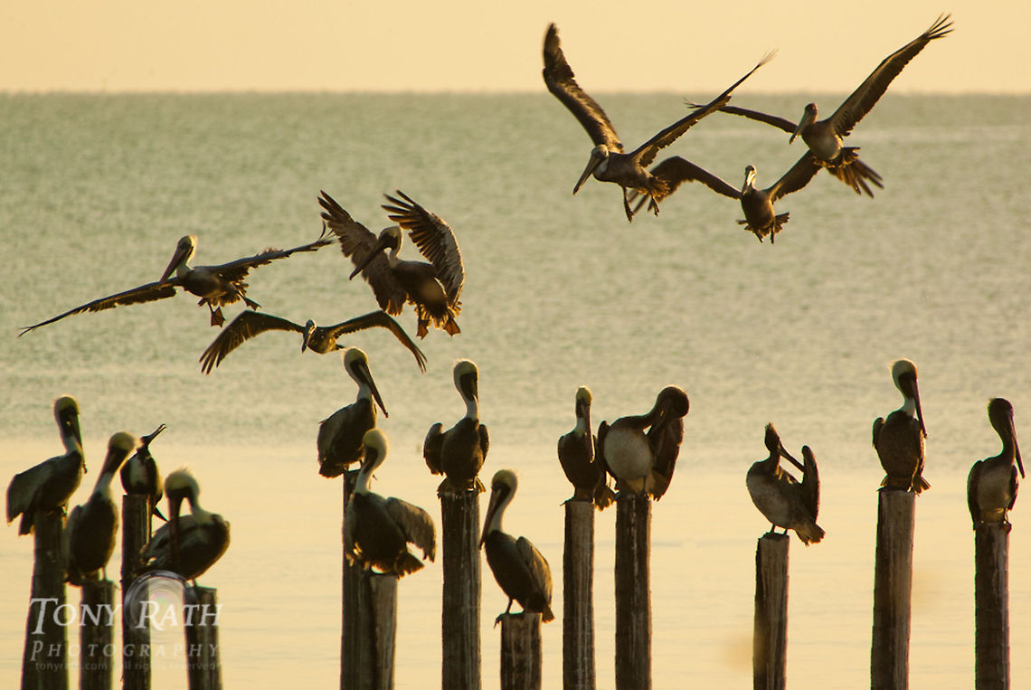 Terns, Pelicans and Frigate birds Terns, Pelicans and Frigate birds on pier post off Dangriga coast, Belize Belize,Birds,Dangriga,Fregata magnificens,Frigate Bird,Magnificent Frigatebird,Pelican
