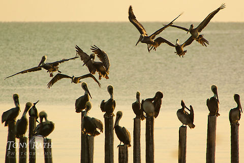 Terns, Pelicans and Frigate birds Terns, Pelicans and Frigate birds on pier post off Dangriga coast, Belize Belize,Birds,Dangriga,Fregata magnificens,Frigate Bird,Magnificent Frigatebird,Pelican
