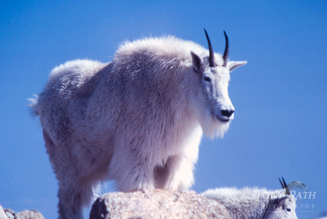 Rocky Mountain Goat Rocky Mountain Goat Goats,Rocky Mountain Goat