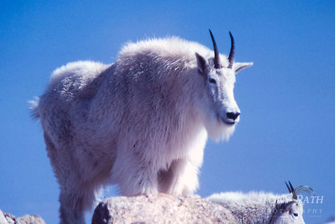 Rocky Mountain Goat Rocky Mountain Goat Goats,Rocky Mountain Goat
