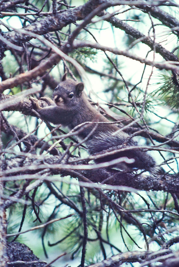 Pine Squirrel or Chickaree Pine Squirrel or Chickaree Chickaree,Douglas Squirrel,Pine Squirrel,Squirrel,Tamiasciurus douglasii