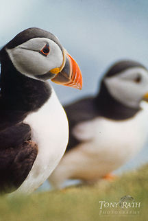 Atlantic puffins in Mykine Atlantic puffins in Mykines, Faroe Islands Atlantic Puffin,Birds,Faroe Islands,Fratercula arctica,Mykine
