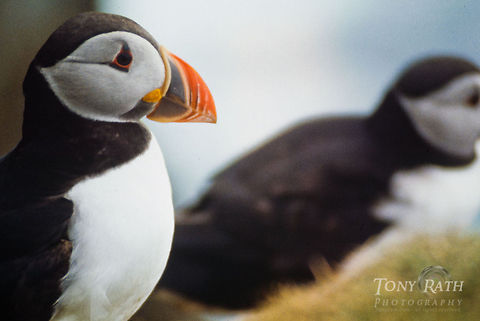 Atlantic Puffin closeup Atlantic puffins in Mykines, Faroe Islands Atlantic Puffin,Birds,Faroe Islands,Fratercula arctica,Mykine