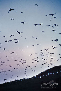 Bird swarm over Atlantic Puffins colony Atlantic puffins in Mykines, Faroe Islands Atlantic Puffin,Birds,Faroe Islands,Fratercula arctica,Mykine