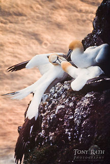 Northern Gannets Northern Gannets nesting Birds,Morus bassanus,Northern Gannet
