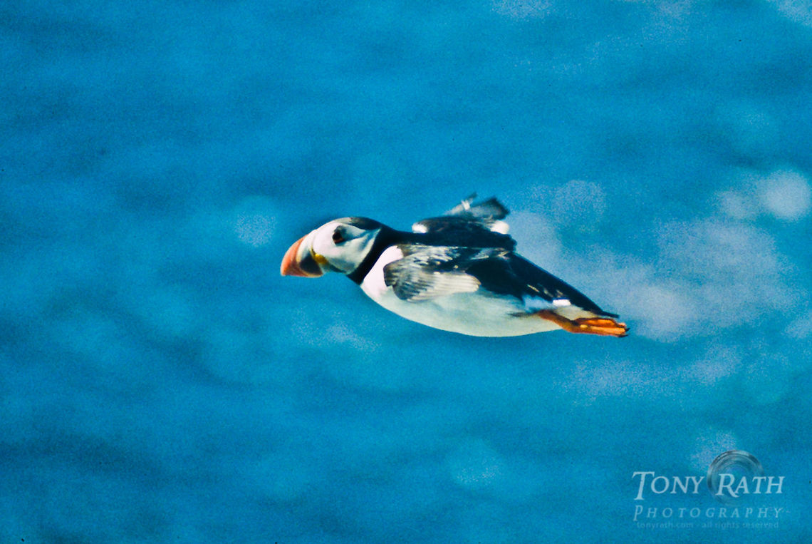 Atlantic Puffin flying Atlantic puffins in Mykines, Faroe Islands Atlantic Puffin,Birds,Faroe Islands,Fratercula arctica,Mykine