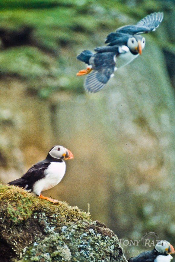Atlantic Puffin landing on nest Atlantic puffins in Mykines, Faroe Islands Atlantic Puffin,Birds,Faroe Islands,Fratercula arctica,Mykine