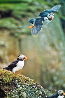 Atlantic Puffin landing on nest Atlantic puffins in Mykines, Faroe Islands Atlantic Puffin,Birds,Faroe Islands,Fratercula arctica,Mykine