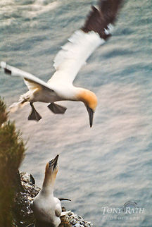 Northern Gannet landing on rock Northern Gannets Birds,Morus bassanus,Northern Gannet