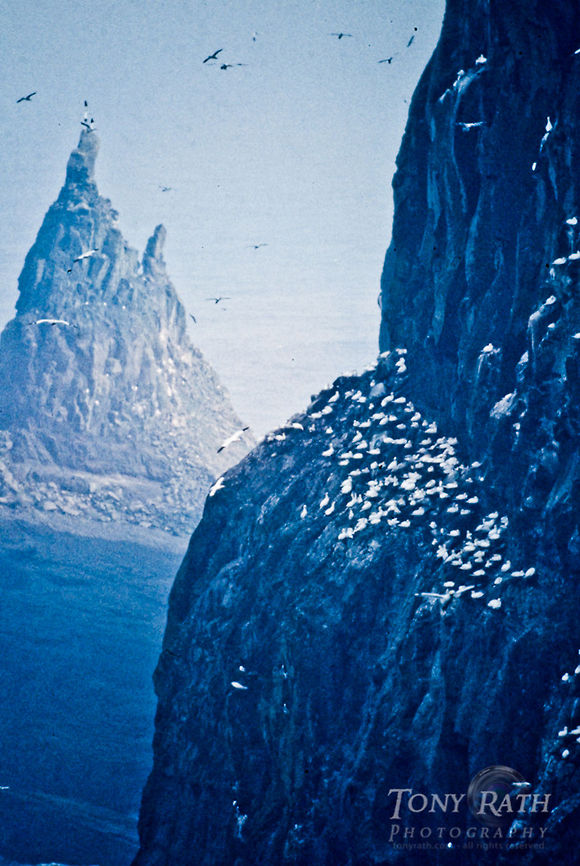 Northern Gannets colony Northern Gannets Birds,Morus bassanus,Northern Gannet