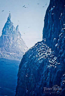Northern Gannets colony Northern Gannets Birds,Morus bassanus,Northern Gannet